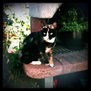 Miska_blarb